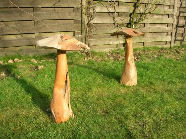 Paddenstoelen