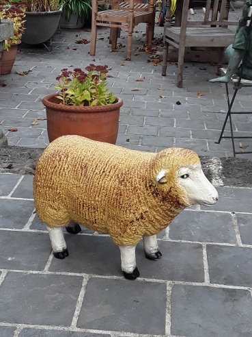P35 Schaap