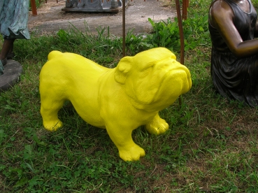 P8:Bull dog klein