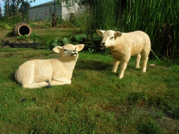 P21:Texelaar schaap